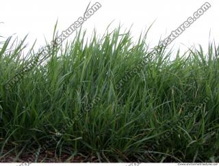 Grass Tall 0002